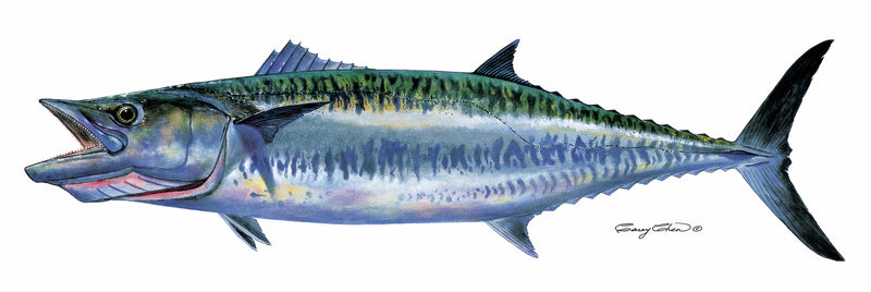 Kingfish - Original Painting