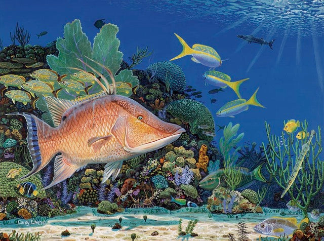 Hog Snapper Hangout by Carey Chen